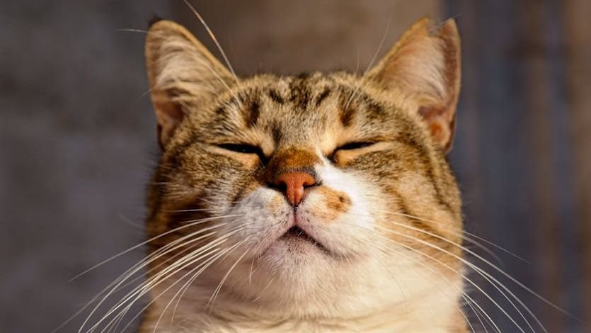 7 Ways Your Cat's Naps Secretly Protect Your Home