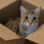 Your Cat's Obsession with Boxes: A Cozy Comfort or Strategic Hideout?