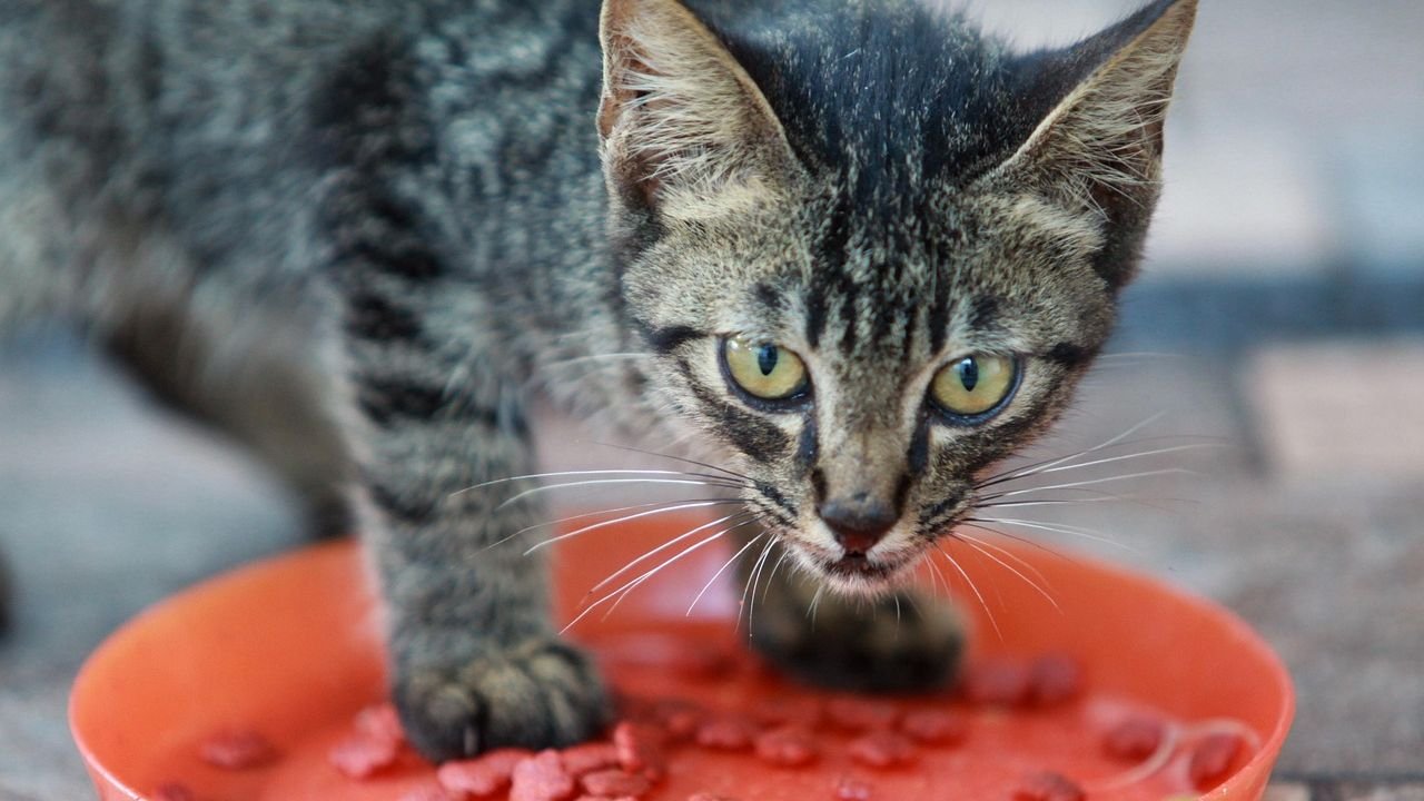 Why Your Cat Chooses to 'Bury' Their Food Even When Not Hungry