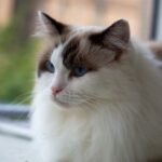 10 Cozy Cat Breeds Perfect for a Quiet Evening at Home