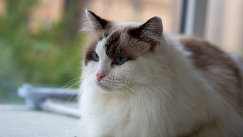 10 Cozy Cat Breeds Perfect for a Quiet Evening at Home