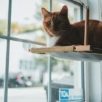 What Does Your Cat's Favorite Window Perch Really Say About Them?