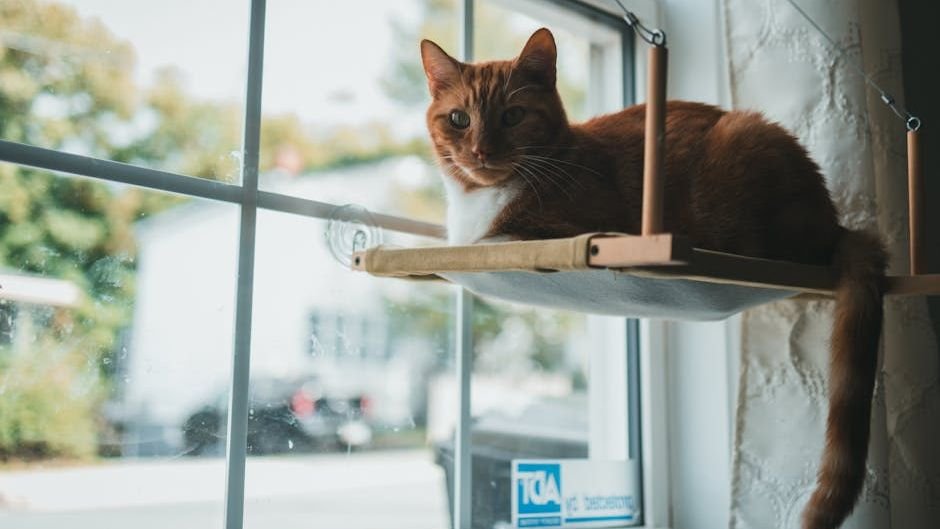 What Does Your Cat's Favorite Window Perch Really Say About Them?
