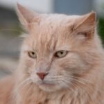 8 Mistakes You're Making That Annoy Your Cat (Without Even Knowing It)