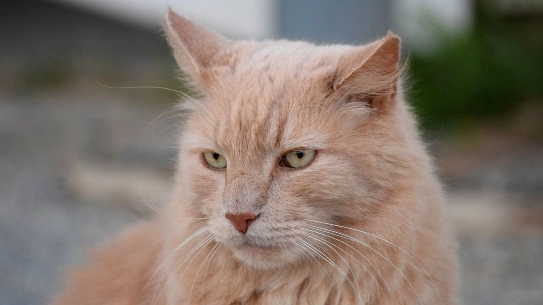 8 Mistakes You're Making That Annoy Your Cat (Without Even Knowing It)