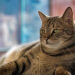 10 Myths About Senior Cats That Need to Be Debunked Now