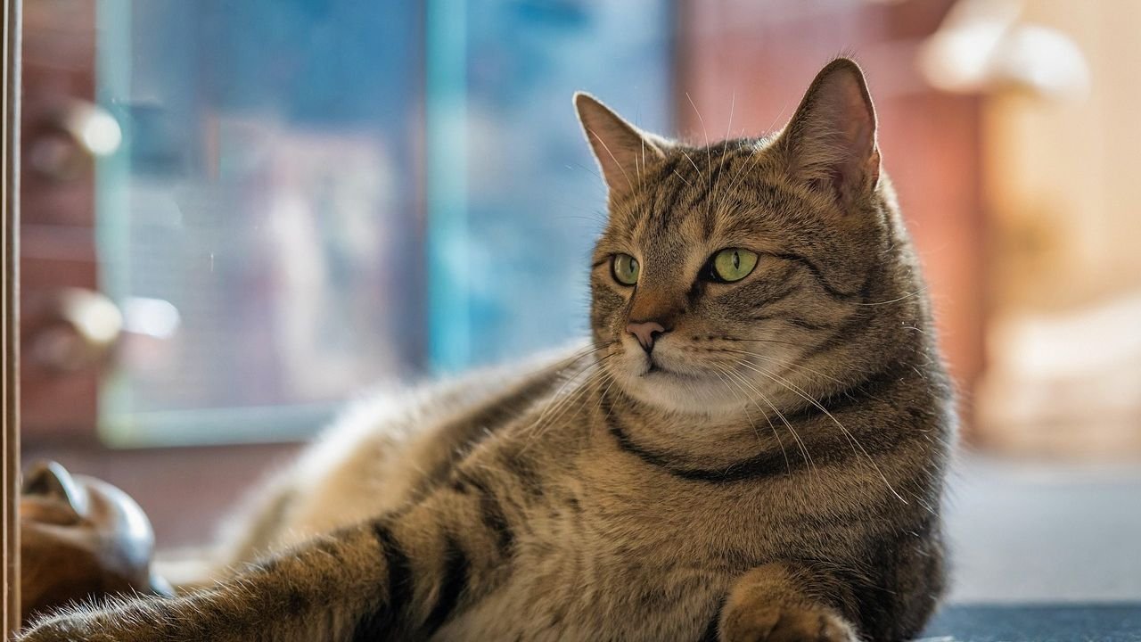10 Myths About Senior Cats That Need to Be Debunked Now