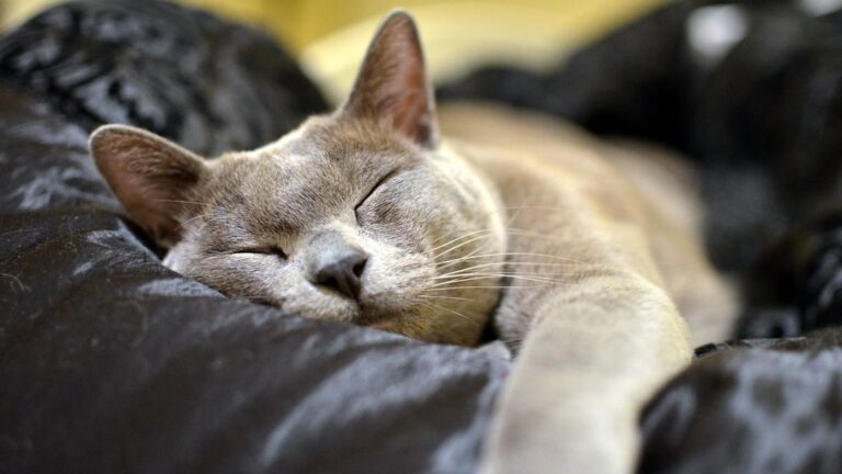 Virgo Owners, Meet Your Match: The 7 Cat Breeds for a Tidy Home