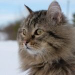 Capricorn Owners: 6 Independent Cat Breeds That Share Your Drive