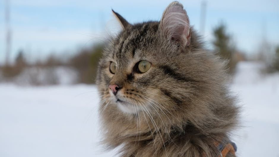 Capricorn Owners: 6 Independent Cat Breeds That Share Your Drive