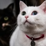 Are You Giving Your Cat the Right Amount of 'Alone Time'?