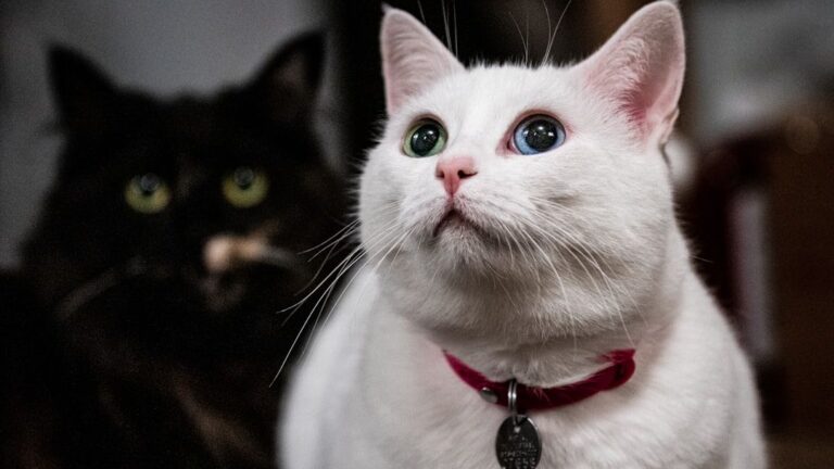 Are You Giving Your Cat the Right Amount of 'Alone Time'?