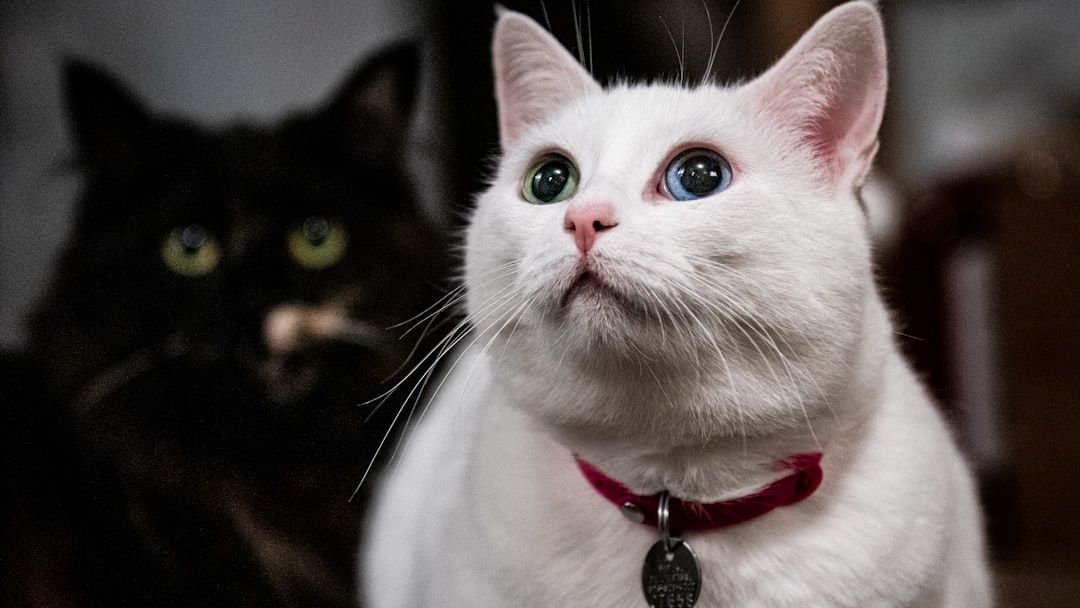 Are You Giving Your Cat the Right Amount of 'Alone Time'?