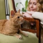 Why Does Your Cat Always Choose Your Favorite Spot? It's Not Just Comfort