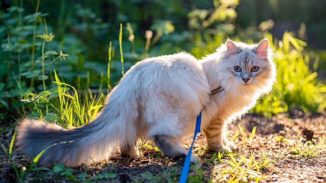 What If Your Cat's Tail Wagging Isn't the Same as a Dog's?