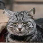 10 Things Your Cat Does When They're Feeling Extra Grumpy