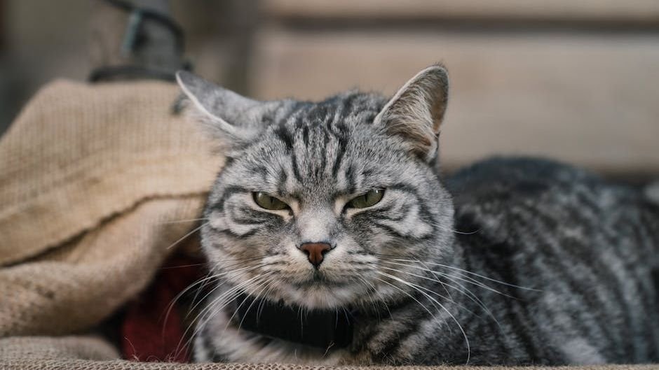 10 Things Your Cat Does When They're Feeling Extra Grumpy
