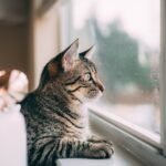 Why Does Your Cat 'Talk' to Birds Through the Window? The Hunter's Secret