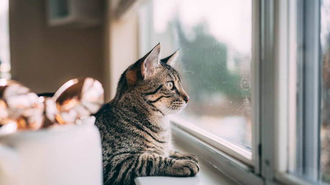 Why Does Your Cat 'Talk' to Birds Through the Window? The Hunter's Secret