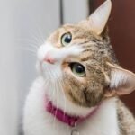 8 Ways Your Cat Is Actually a Very Good Listener (Even If They Don't Show It)