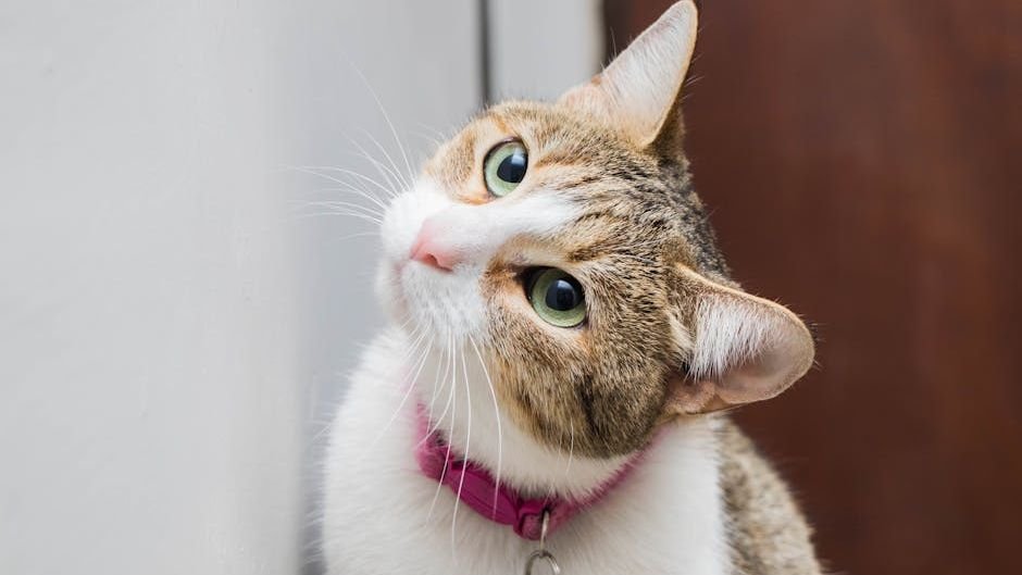 8 Ways Your Cat Is Actually a Very Good Listener (Even If They Don't Show It)