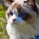Pisces Owners: 5 Dreamy Cat Breeds That Share Your Gentle Spirit
