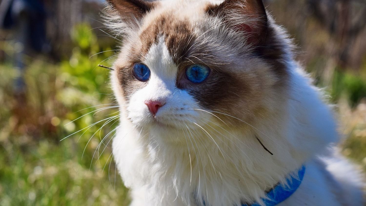 Pisces Owners: 5 Dreamy Cat Breeds That Share Your Gentle Spirit