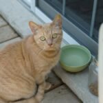 Why Does Your Cat Refuse to Drink From Their Water Bowl? Solving the Mystery