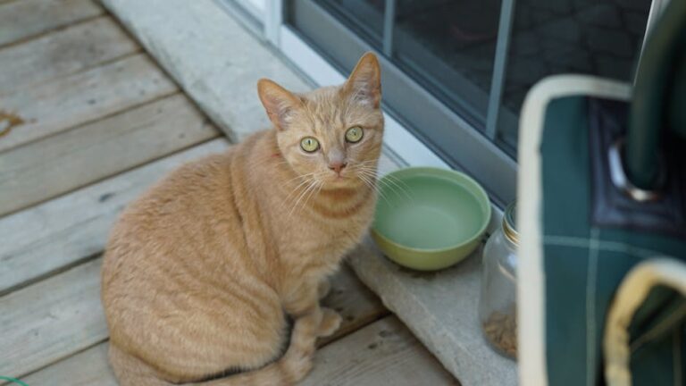 Why Does Your Cat Refuse to Drink From Their Water Bowl? Solving the Mystery