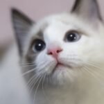 8 Clever Ways Cats Trick You Into Giving Them Treats