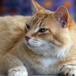8 Secrets Your Cat's Purr Holds Beyond Just Contentment