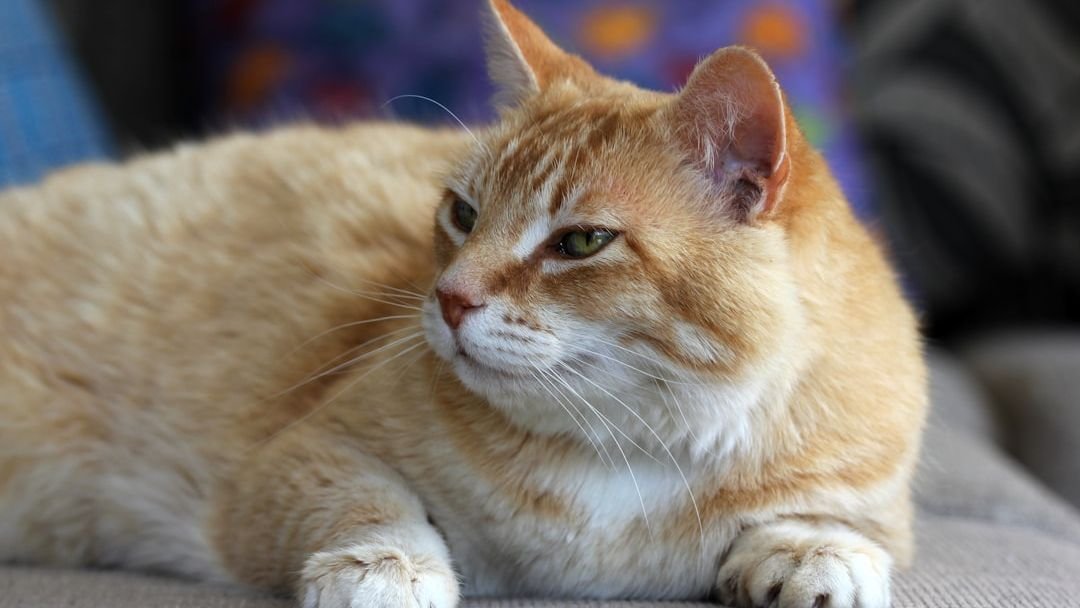 8 Secrets Your Cat's Purr Holds Beyond Just Contentment