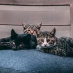 12 Little-Known Benefits of Having a Multi-Cat Household