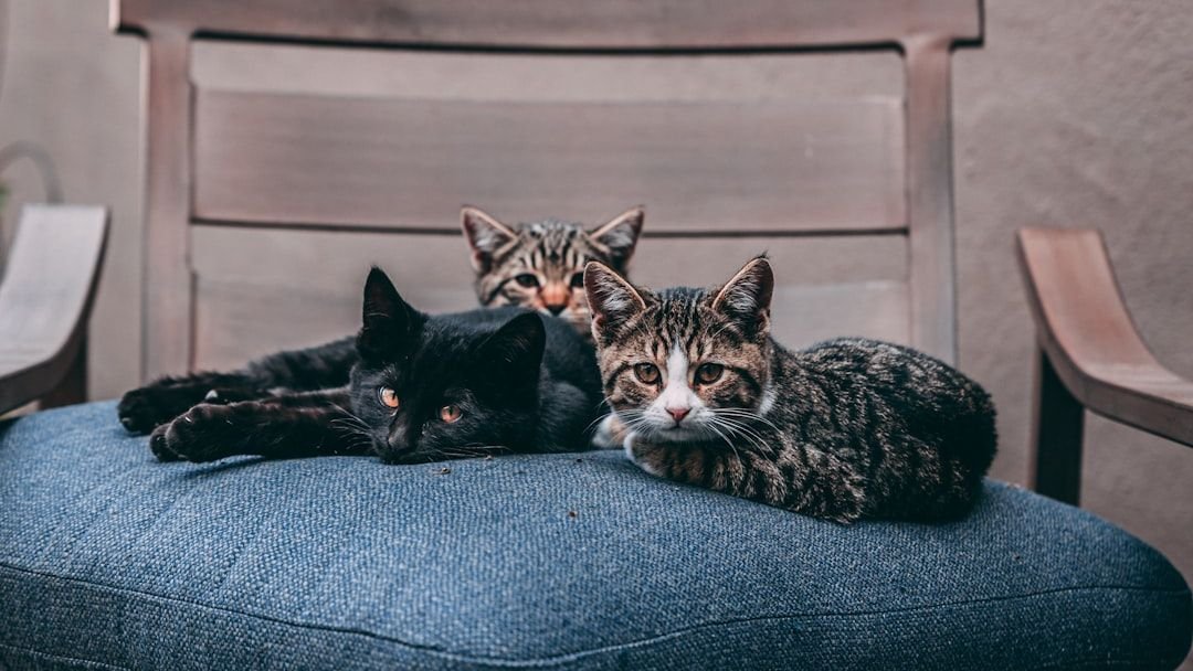 12 Little-Known Benefits of Having a Multi-Cat Household