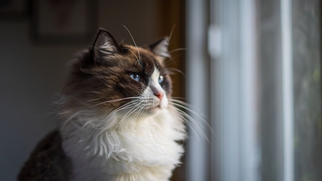 Does Your Cat Really Understand What You're Saying? The Truth