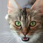 What If Your Cat's Meow Changes? Decoding Their New Language