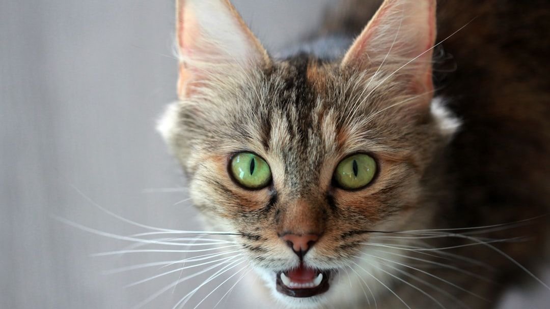 What If Your Cat's Meow Changes? Decoding Their New Language
