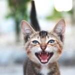 7 Genius Ways Cats Manipulate Their Environment For Comfort