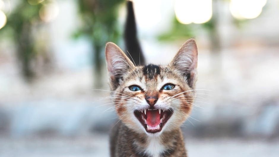 7 Genius Ways Cats Manipulate Their Environment For Comfort