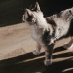 11 Signs Your Cat Is Secretly A Weather Forecaster