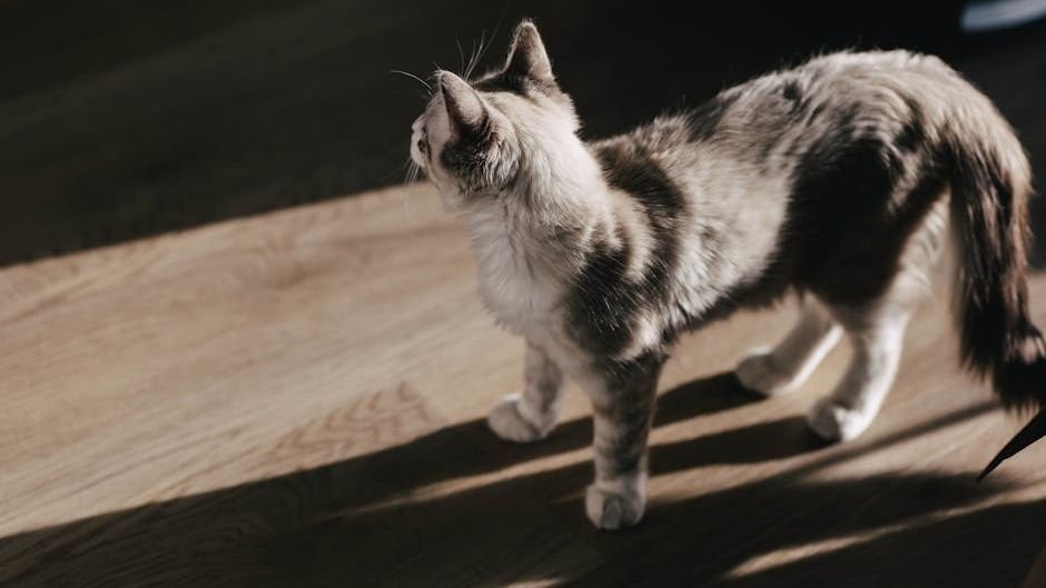 11 Signs Your Cat Is Secretly A Weather Forecaster