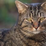 7 Ways Your Cat's Whiskers Are More Amazing Than You Think