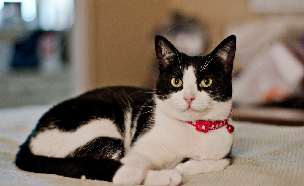 The Language of Location: Why Spot Choice Is Never Random