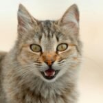 Your Cat's Secret Language: Unlocking the Meaning Behind Their Mysterious Meows