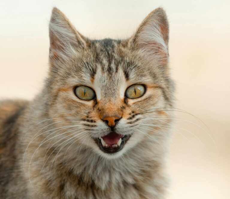 Your Cat's Secret Language: Unlocking the Meaning Behind Their Mysterious Meows