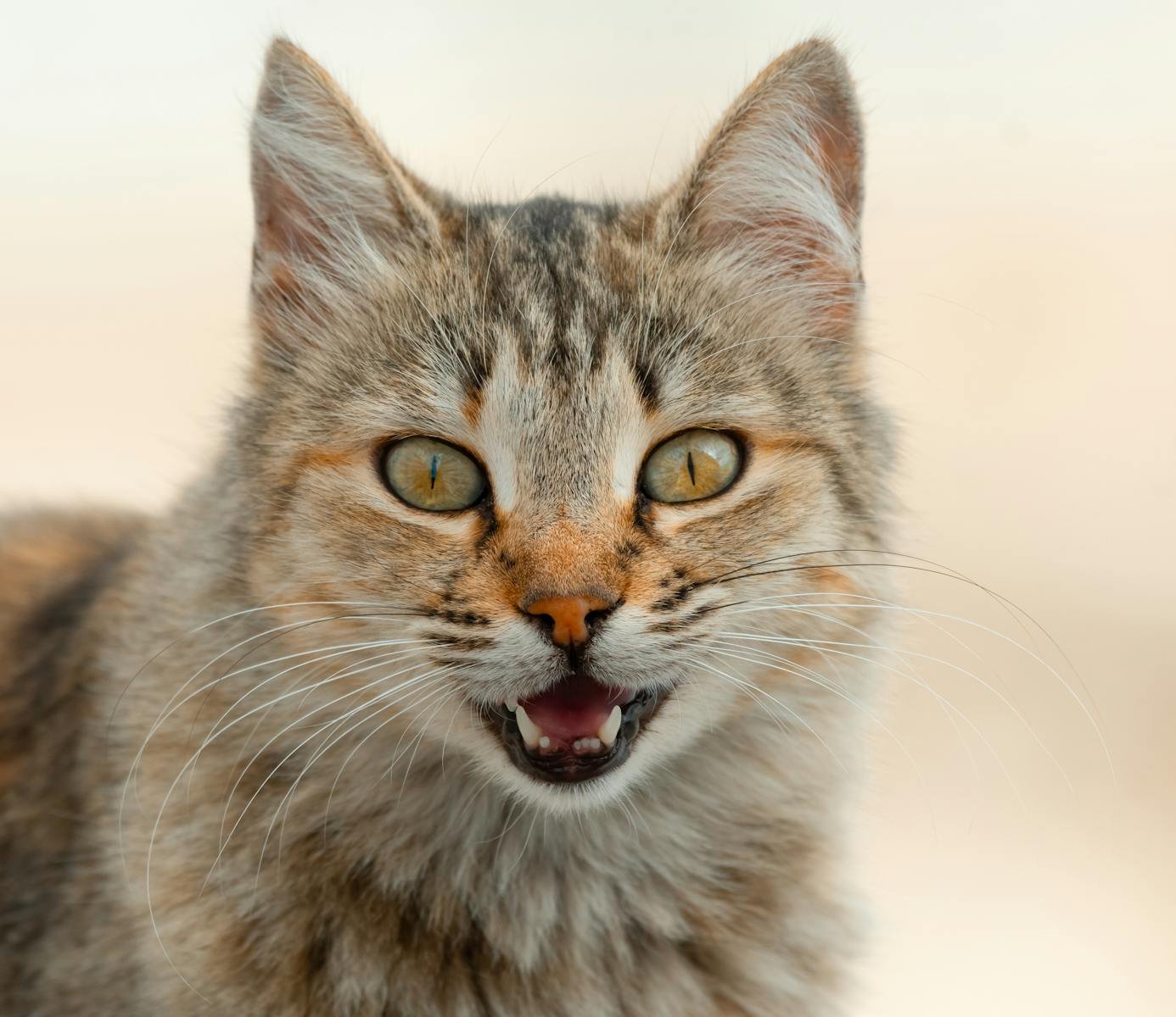 Your Cat's Secret Language: Unlocking the Meaning Behind Their Mysterious Meows