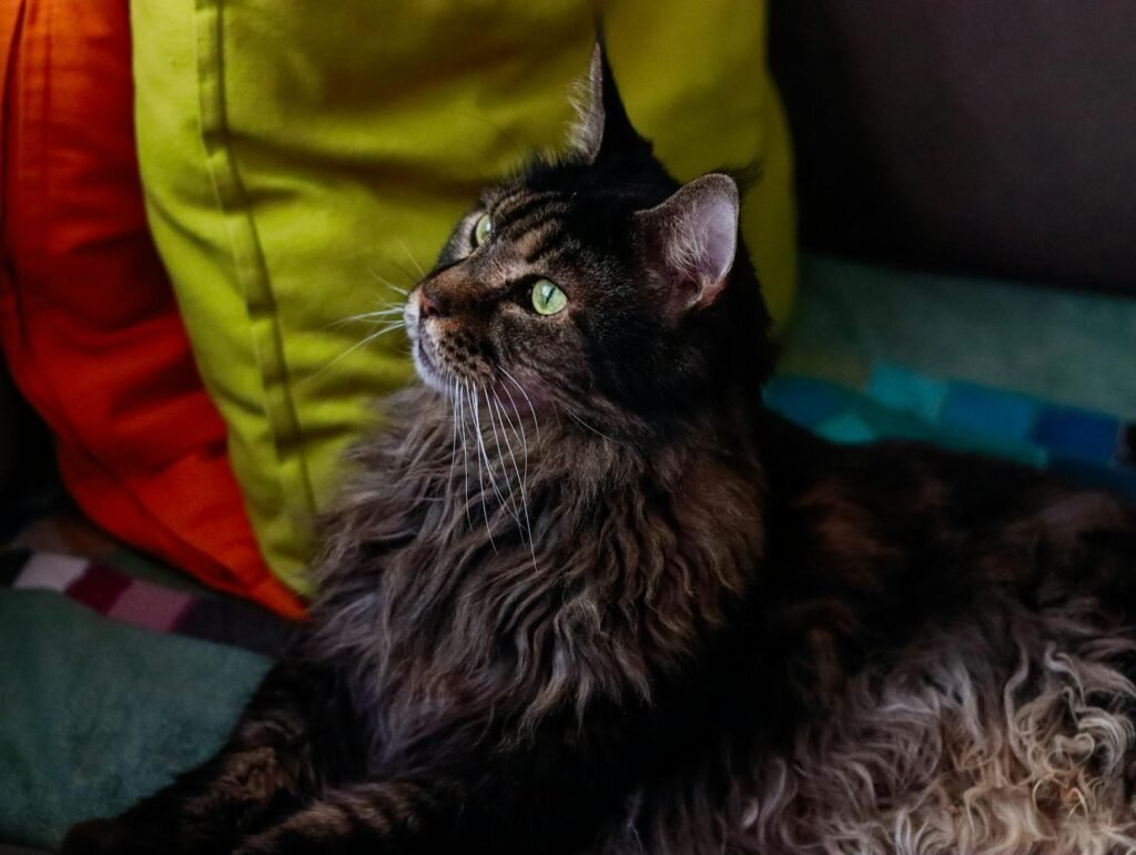 Conclusion: The Right Cat for the Right Life