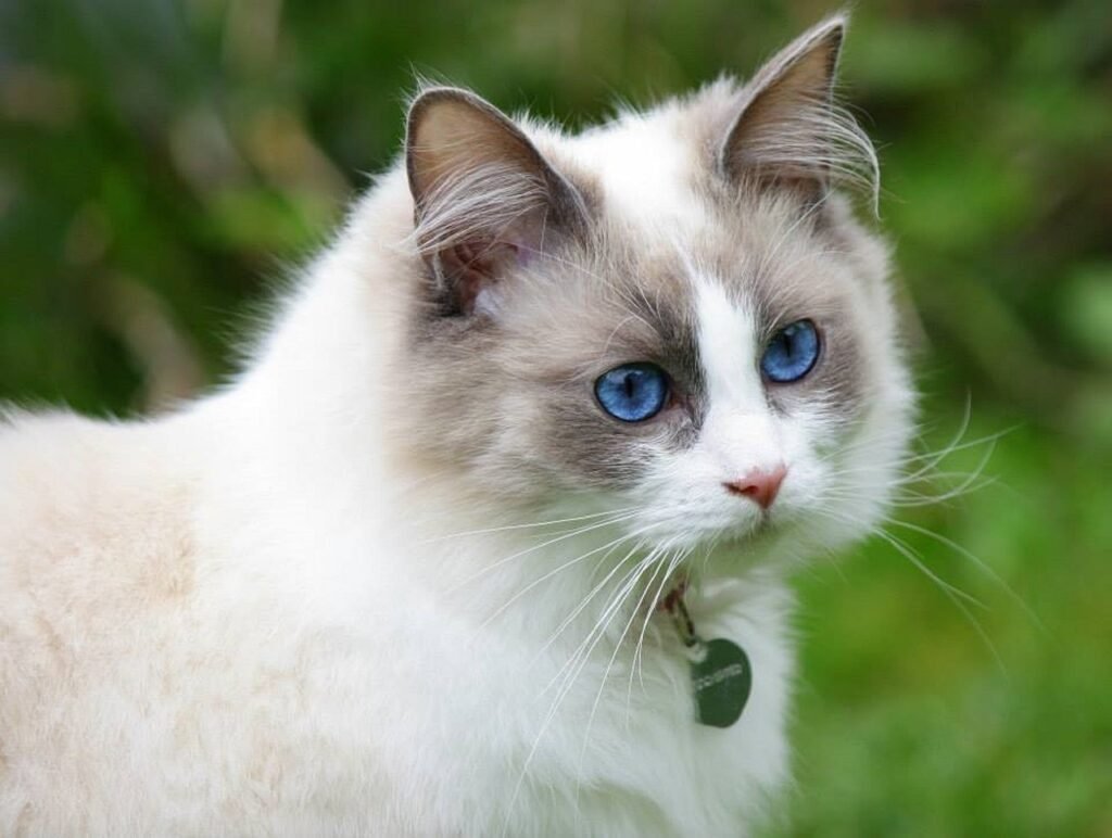 3. Ragdoll: The “Easygoing” Cat With a Coat That Says Otherwise