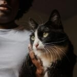 7 Genius Ways Cats Communicate With You Without a Single Meow