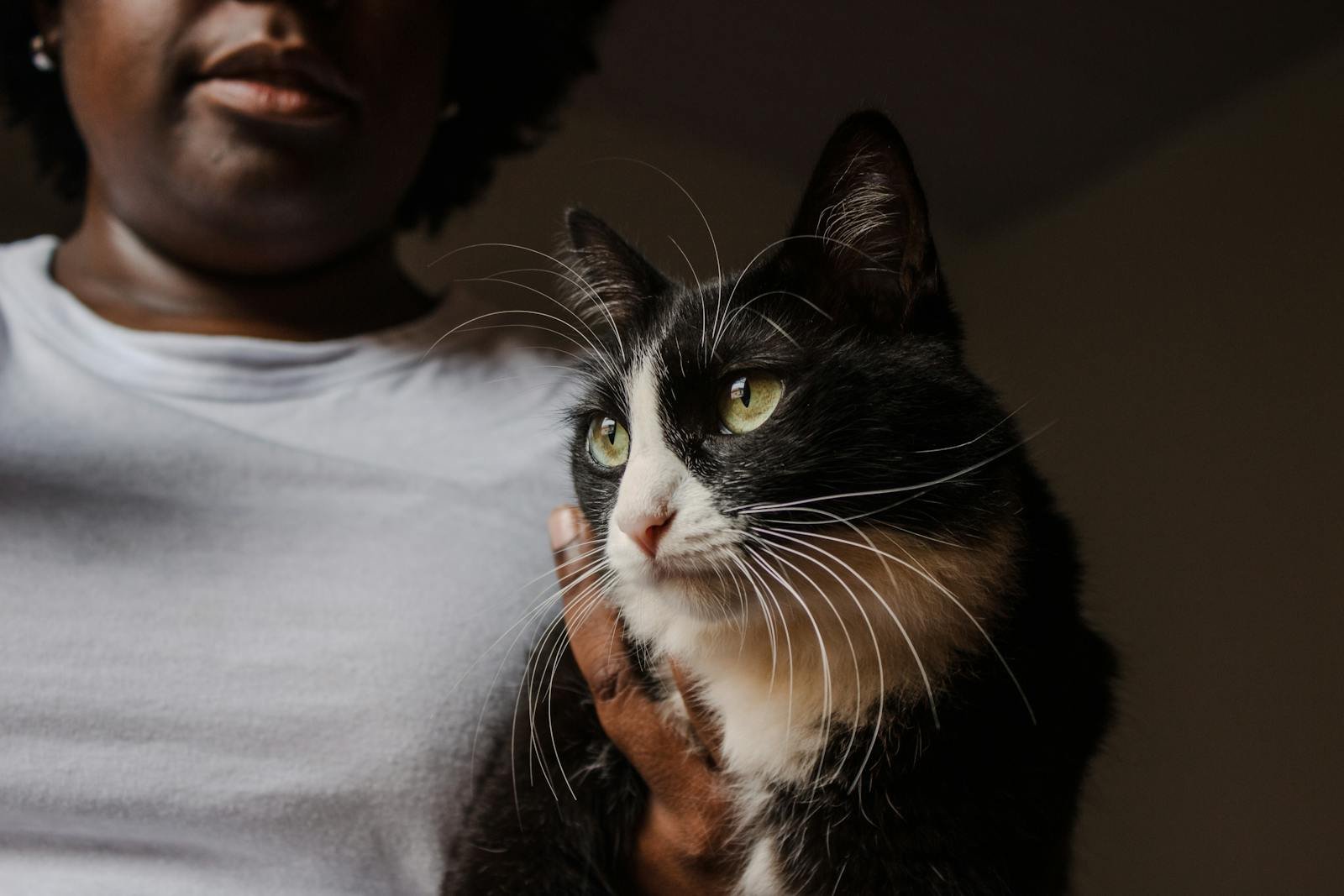 7 Genius Ways Cats Communicate With You Without a Single Meow